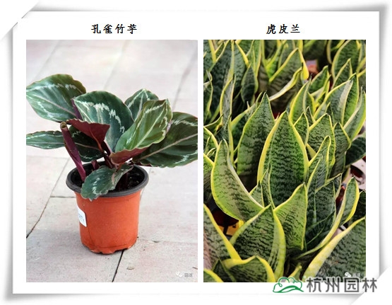 亚洲精品白浆高清久久久久久