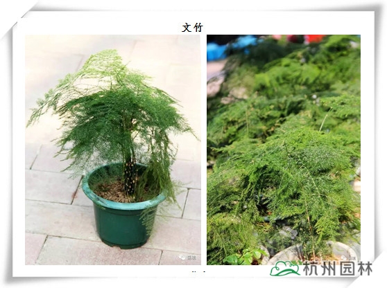 亚洲精品白浆高清久久久久久
