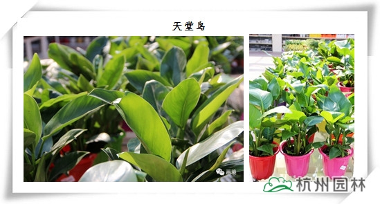 亚洲精品白浆高清久久久久久