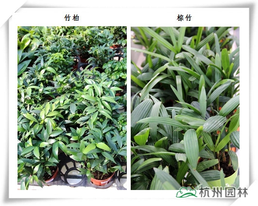 亚洲精品白浆高清久久久久久