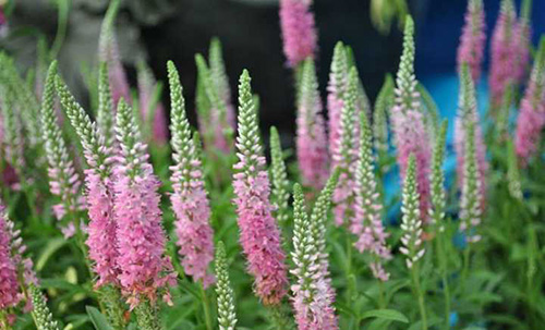 亚洲精品白浆高清久久久久久