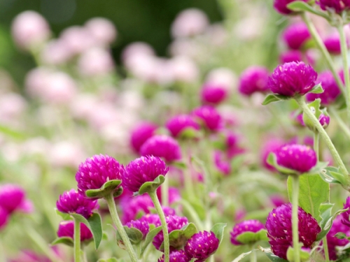 亚洲精品白浆高清久久久久久