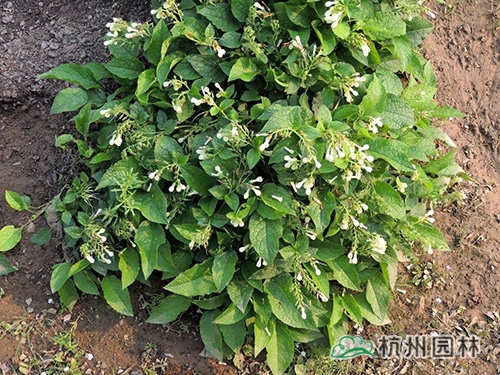 亚洲精品白浆高清久久久久久