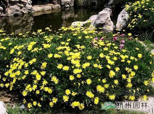 亚洲精品白浆高清久久久久久