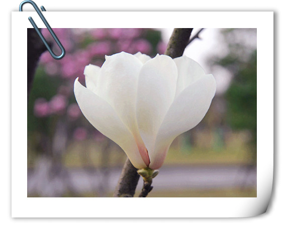 亚洲精品白浆高清久久久久久