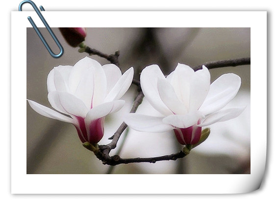 亚洲精品白浆高清久久久久久