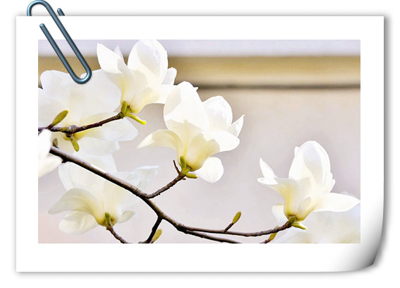 亚洲精品白浆高清久久久久久