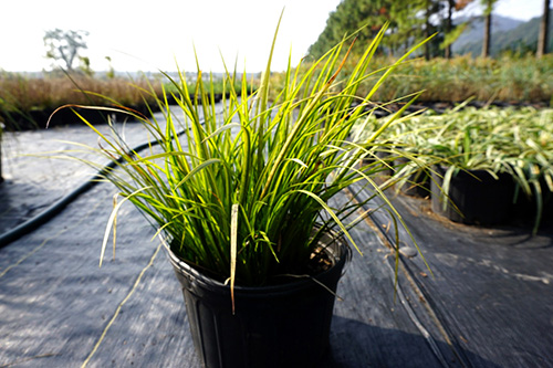 亚洲精品白浆高清久久久久久