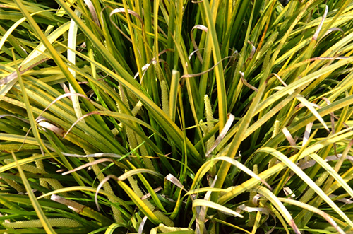 亚洲精品白浆高清久久久久久