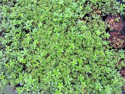 亚洲精品白浆高清久久久久久