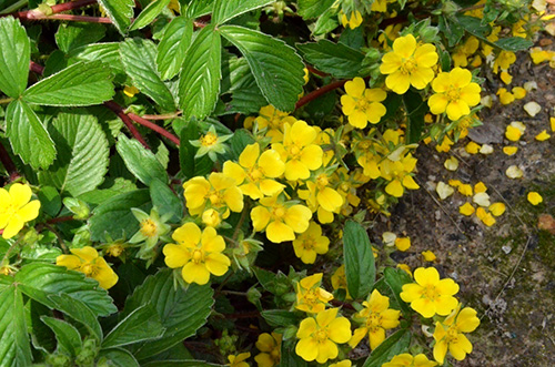 亚洲精品白浆高清久久久久久