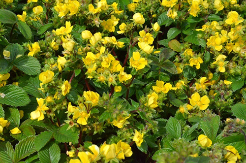 亚洲精品白浆高清久久久久久