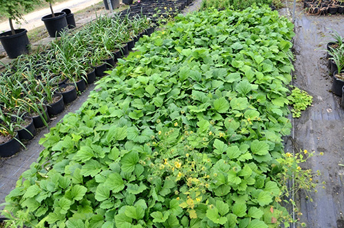 亚洲精品白浆高清久久久久久