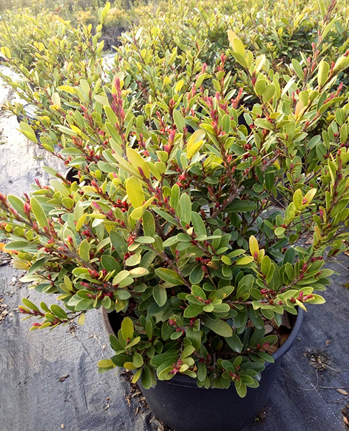 亚洲精品白浆高清久久久久久