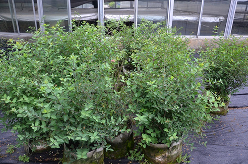 亚洲精品白浆高清久久久久久