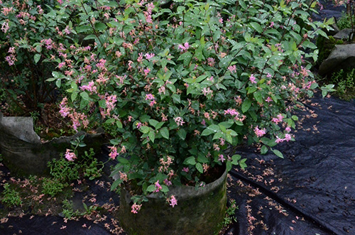 亚洲精品白浆高清久久久久久