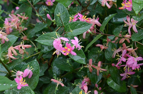 亚洲精品白浆高清久久久久久