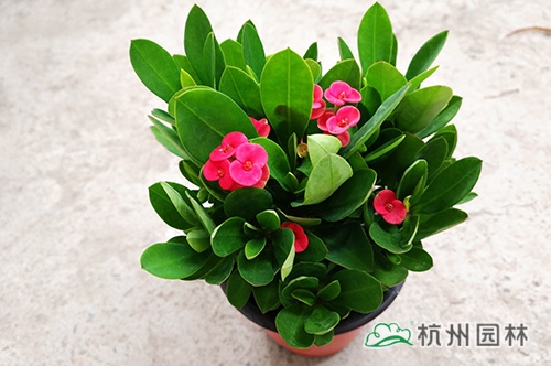 亚洲精品白浆高清久久久久久