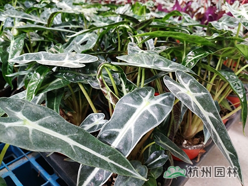 亚洲精品白浆高清久久久久久