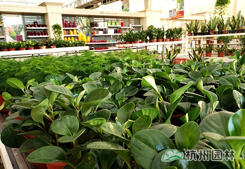 亚洲精品白浆高清久久久久久