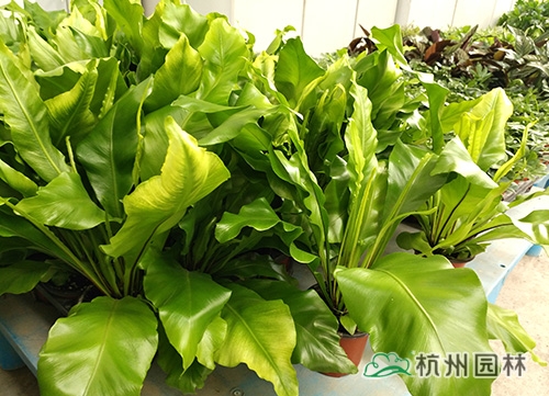 亚洲精品白浆高清久久久久久