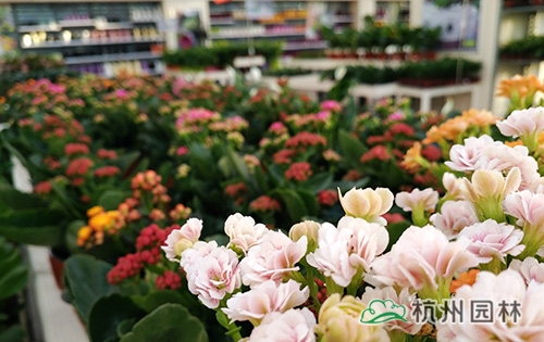 亚洲精品白浆高清久久久久久