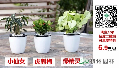 亚洲精品白浆高清久久久久久