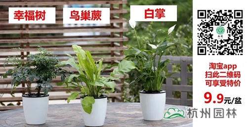 亚洲精品白浆高清久久久久久