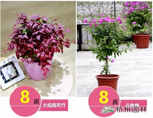 亚洲精品白浆高清久久久久久