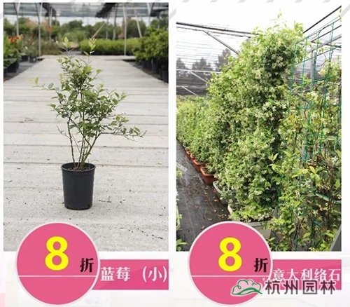 亚洲精品白浆高清久久久久久