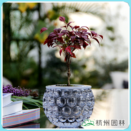 亚洲精品白浆高清久久久久久