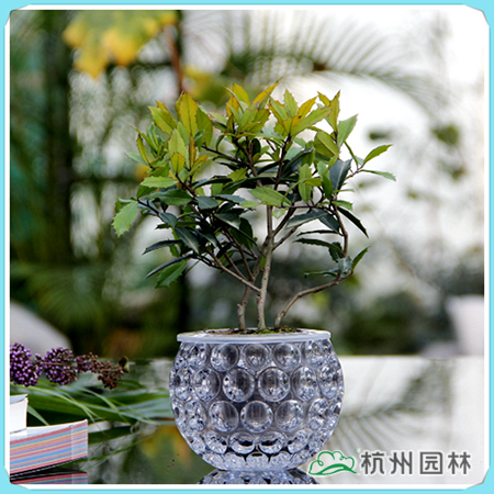 亚洲精品白浆高清久久久久久