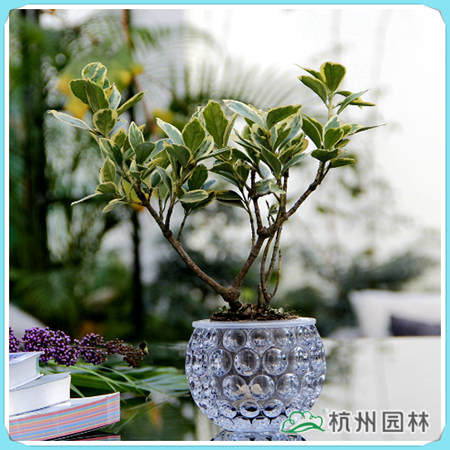 亚洲精品白浆高清久久久久久