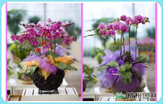 亚洲精品白浆高清久久久久久