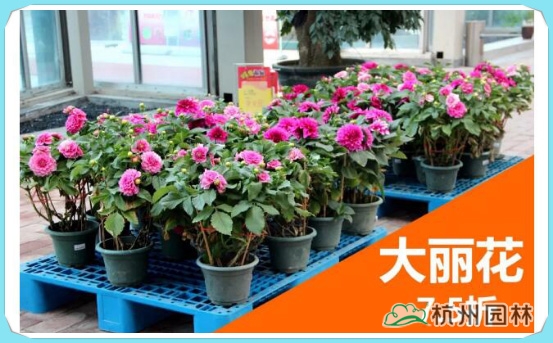 亚洲精品白浆高清久久久久久
