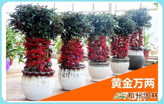 亚洲精品白浆高清久久久久久