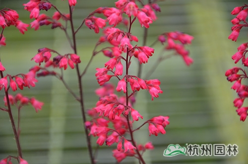 亚洲精品白浆高清久久久久久
