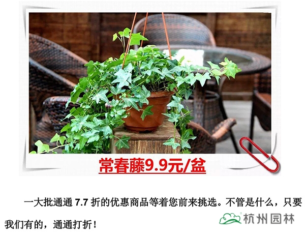 亚洲精品白浆高清久久久久久