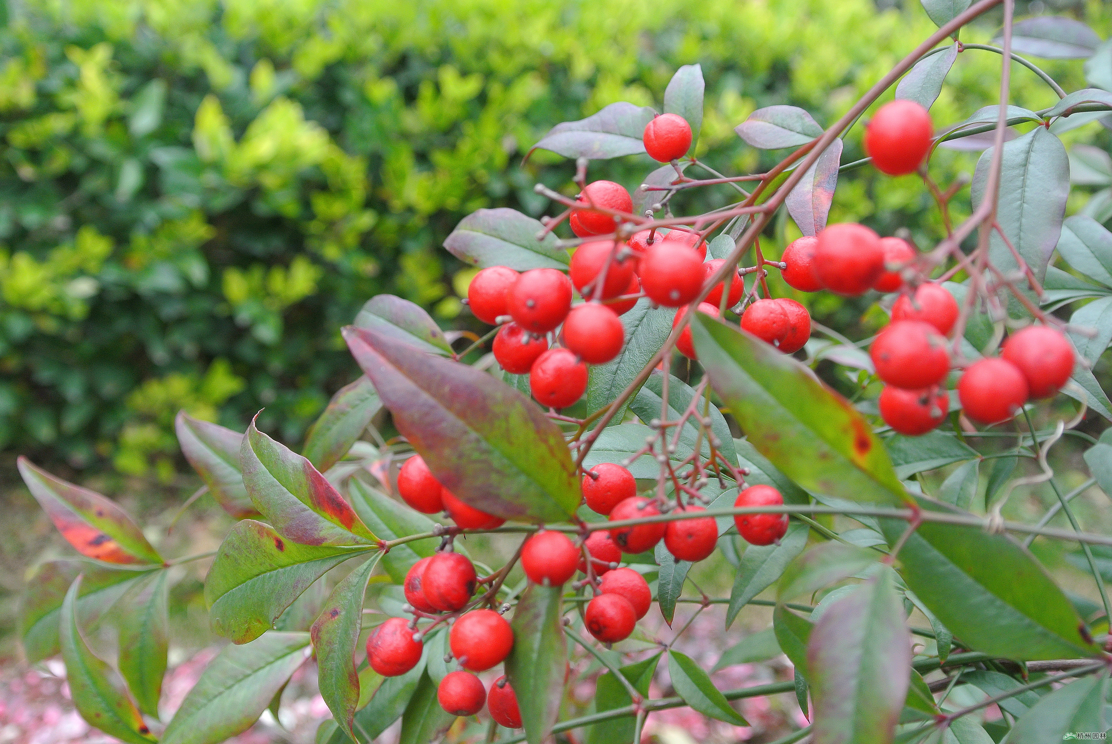 亚洲精品白浆高清久久久久久