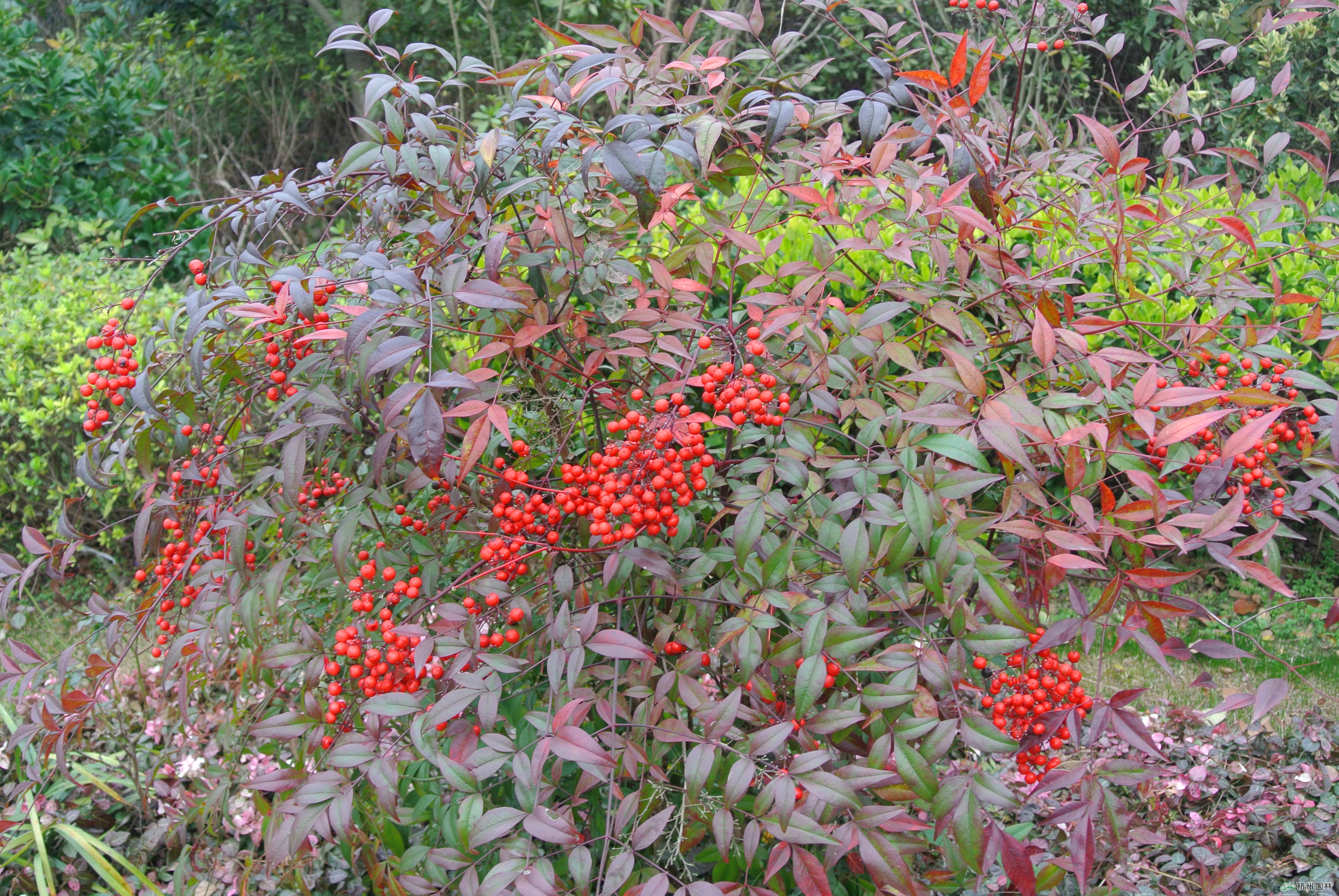 亚洲精品白浆高清久久久久久