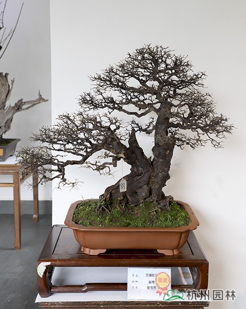 亚洲精品白浆高清久久久久久