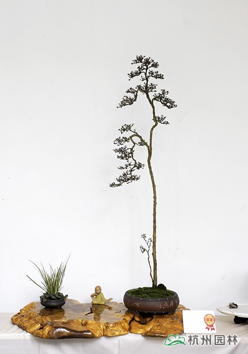 亚洲精品白浆高清久久久久久