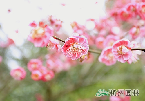 亚洲精品白浆高清久久久久久