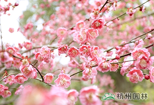 亚洲精品白浆高清久久久久久