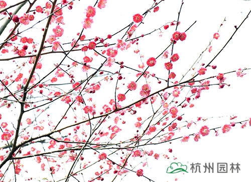 亚洲精品白浆高清久久久久久