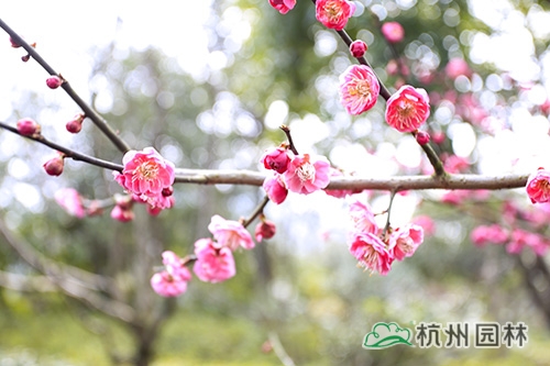 亚洲精品白浆高清久久久久久