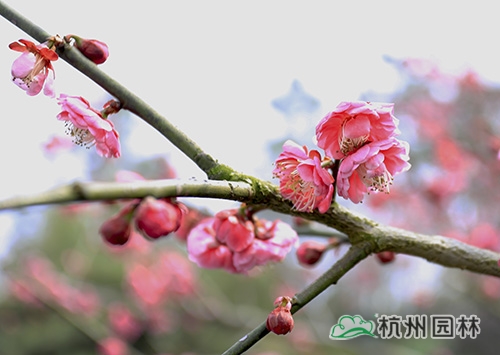 亚洲精品白浆高清久久久久久