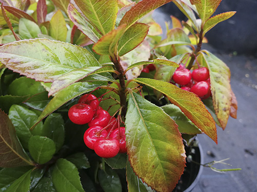 亚洲精品白浆高清久久久久久