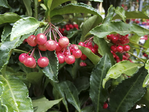 亚洲精品白浆高清久久久久久