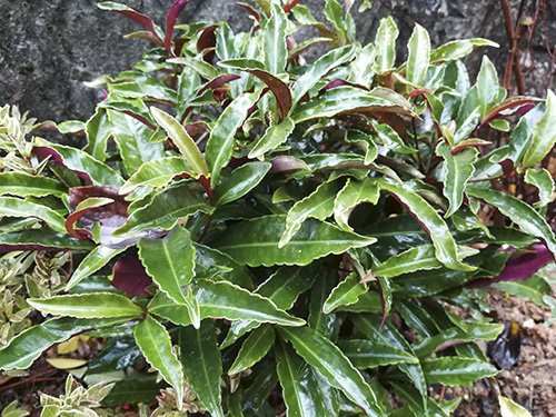 亚洲精品白浆高清久久久久久